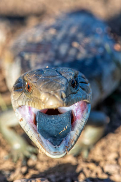 istock Baby Blue tongued lizard 1312889644