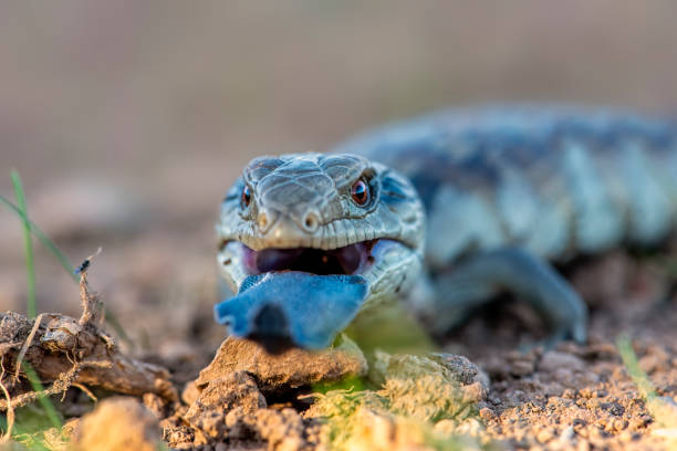 istock Baby Blue tongued lizard 1312889654