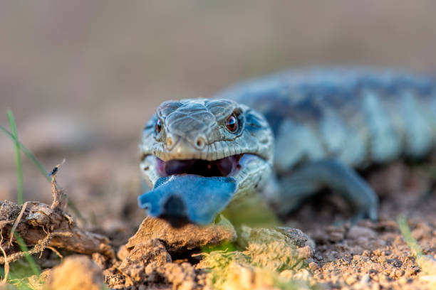 Baby Blue tongued lizard Extreme close up of an angry juvenile blue tongued lizard tiliqua scincoides stock pictures, royalty-free photos & images