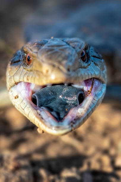 istock Baby Blue tongued lizard 1312889661