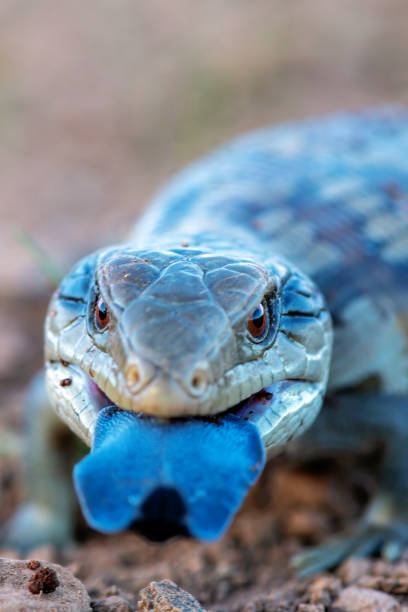 Baby Blue tongued lizard Extreme close up of an angry juvenile blue tongued lizard tiliqua scincoides stock pictures, royalty-free photos & images