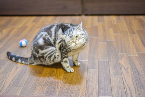istock Cat scratching his face with his feet 1312889906