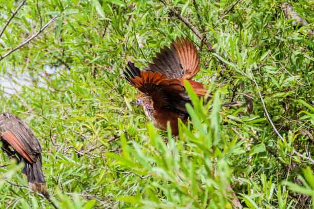 istock Hoatzin (Opisthocomus hoazin) bird on a tree lining Yacuma river, Bolivia 1312892342