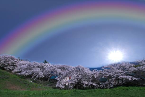 A seven-colored rainbow over a row of cherry blossom trees in Yoichi