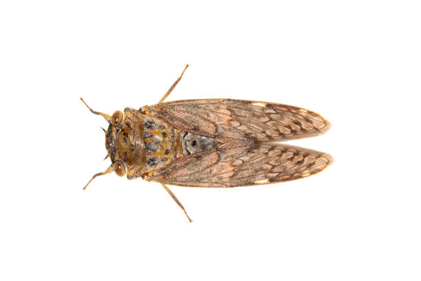 istock Image of large brown cicada insect isolated on white background. Insects. 1312894459