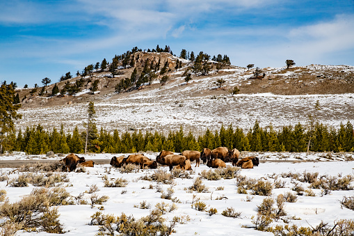 Herd of bison (buffalo) resting on a hilltop in the center of Lamar Valley in Yellowstone National Park. Town to the west is Gardiner, Montana and to the east Cooke City, Montana.