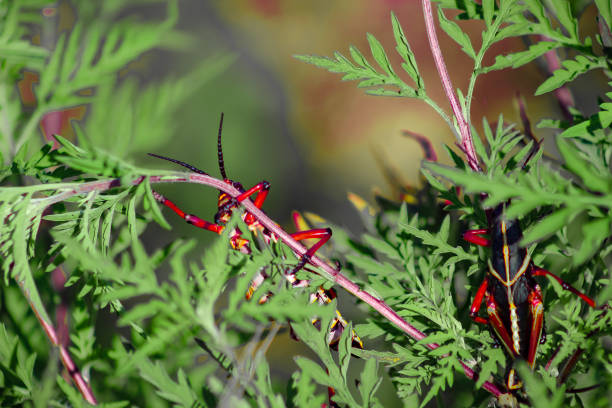 cavalletta nera lubber - cricket locust grasshopper insect foto e immagini stock