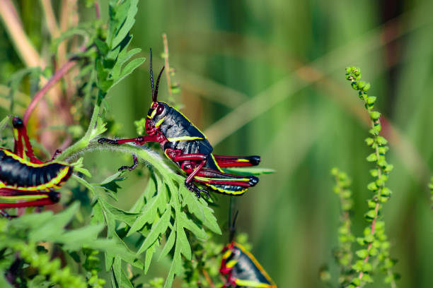 cavalletta nera lubber - cricket locust grasshopper insect foto e immagini stock