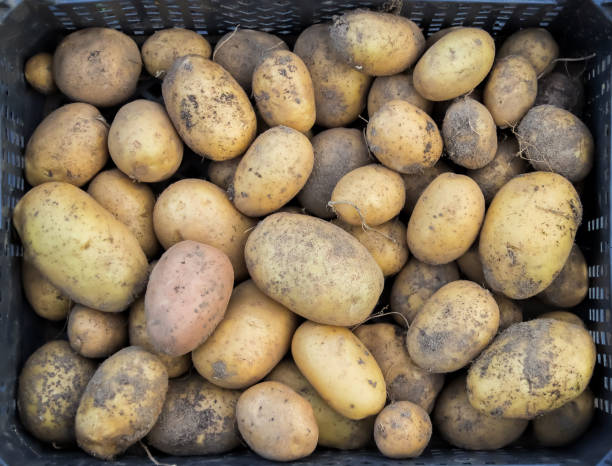 istock Fresh crop of potatoes in a box. 1312894707