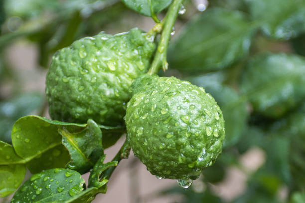 istock Fresh Bergamots and leaves on tree with water drops on them fruity 1312897559