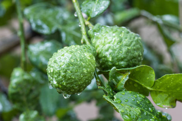 istock Fresh Bergamots and leaves on tree with water drops on them fruity 1312897563