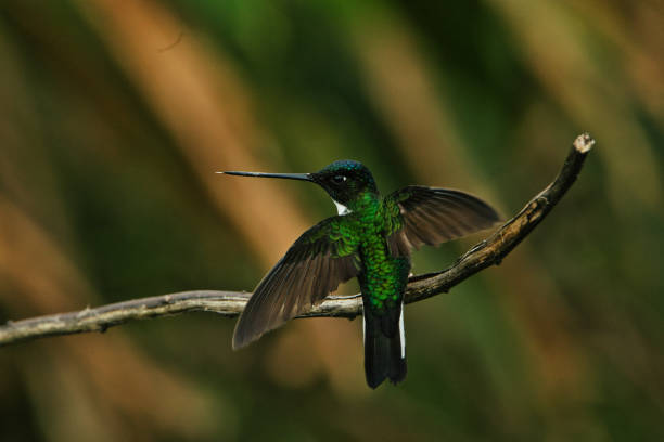 istock A beautiful green colored hummingbird standing on a tree branch with open wings 1312897738