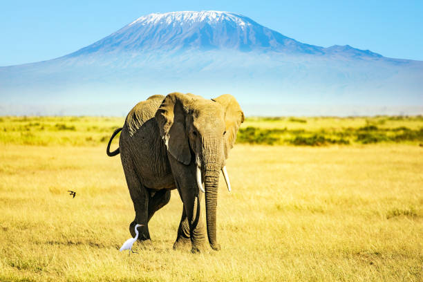 istock Journey to the African savannah 1312906133