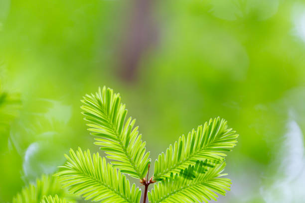istock Metasequoia leaves 1312906172