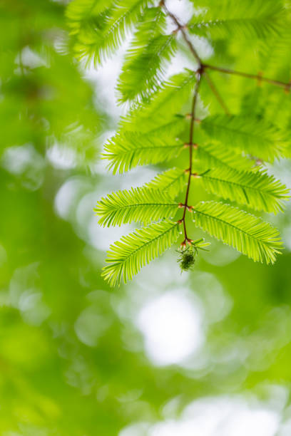 istock Metasequoia leaves 1312906187