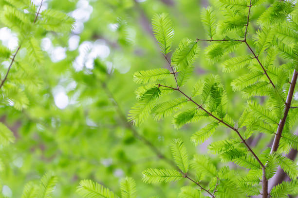 istock Metasequoia leaves 1312906193