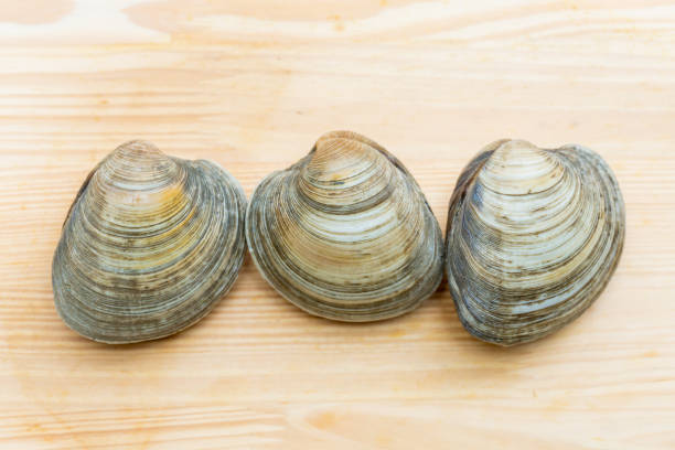 Hard clam In Yokohama mollusca stock pictures, royalty-free photos & images