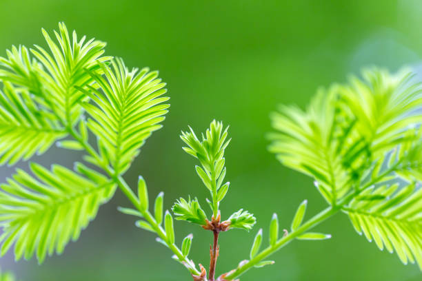 istock Metasequoia leaves 1312906206
