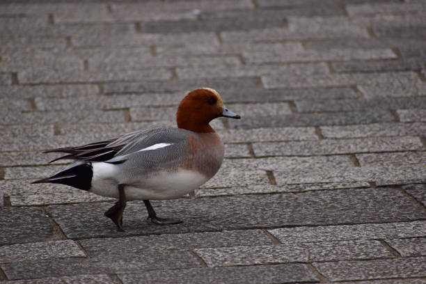 istock Portrait of the bird called Widgeon 1312906315