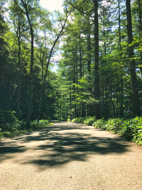istock street in the forest 1312906913