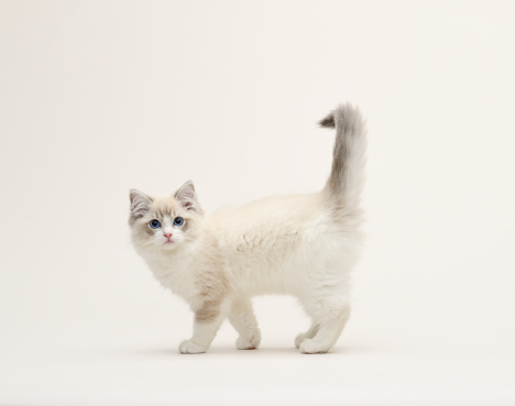 Ragdoll white kitten