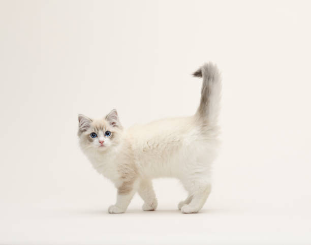 Walking Ragdoll Cat Ragdoll white kitten ragdoll cat stock pictures, royalty-free photos & images