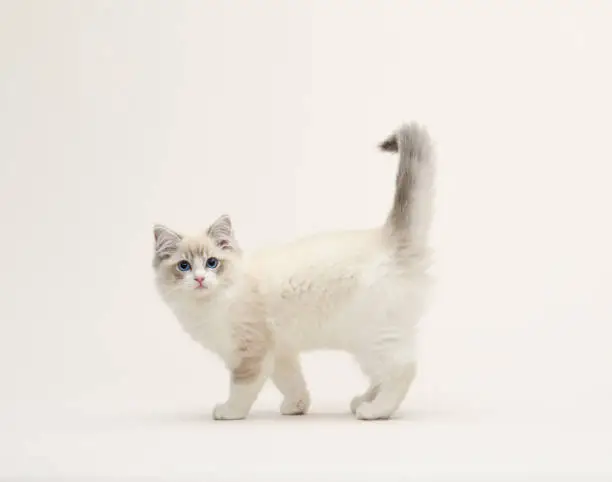 Ragdoll white kitten