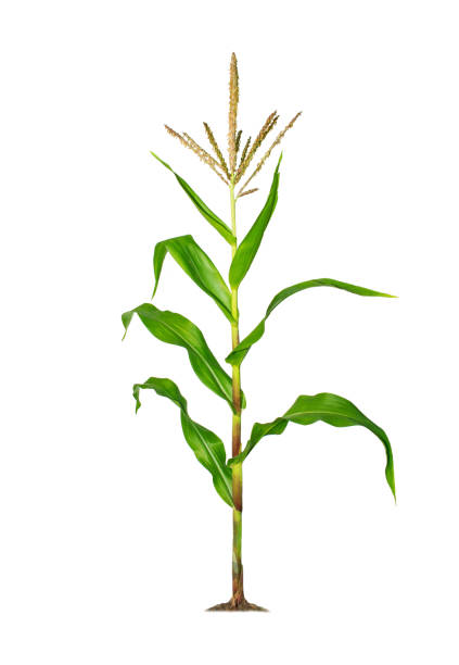 istock Corn plant isolated on a white background with clipping paths for garden design 1312908565