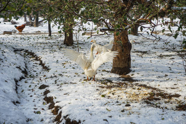 Ducks on the snow in the orchard