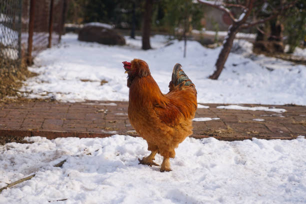 istock Chicken poultry on the snow 1312908657