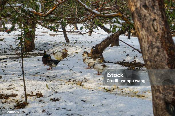 Ducks On The Snow In The Orchard Stock Photo - Download Image Now - Agriculture, Animal, Animal Body Part