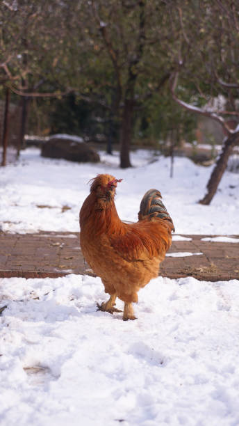 istock Chicken poultry on the snow 1312909482