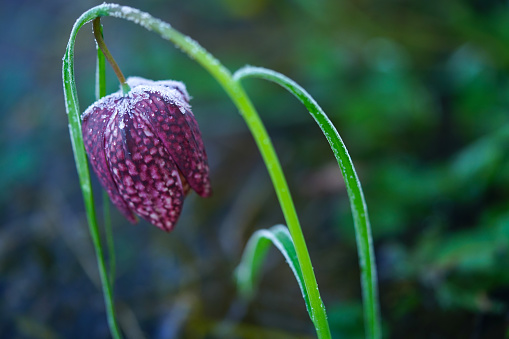 Side view of Frozen blooming Tulip, Snake's Head Fritillary (Fritillaria meleagris) plant which grows only in swamp country, which is covered with ice and blurred background. Blooms at the end of April, Barje near Ljubljana, Slovenia.