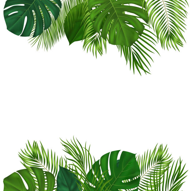 istock Summer tropical background with green palm leaves. Exotic botanical design with jungle plants for invitation, banner, poster. Vector illustration 1312912945
