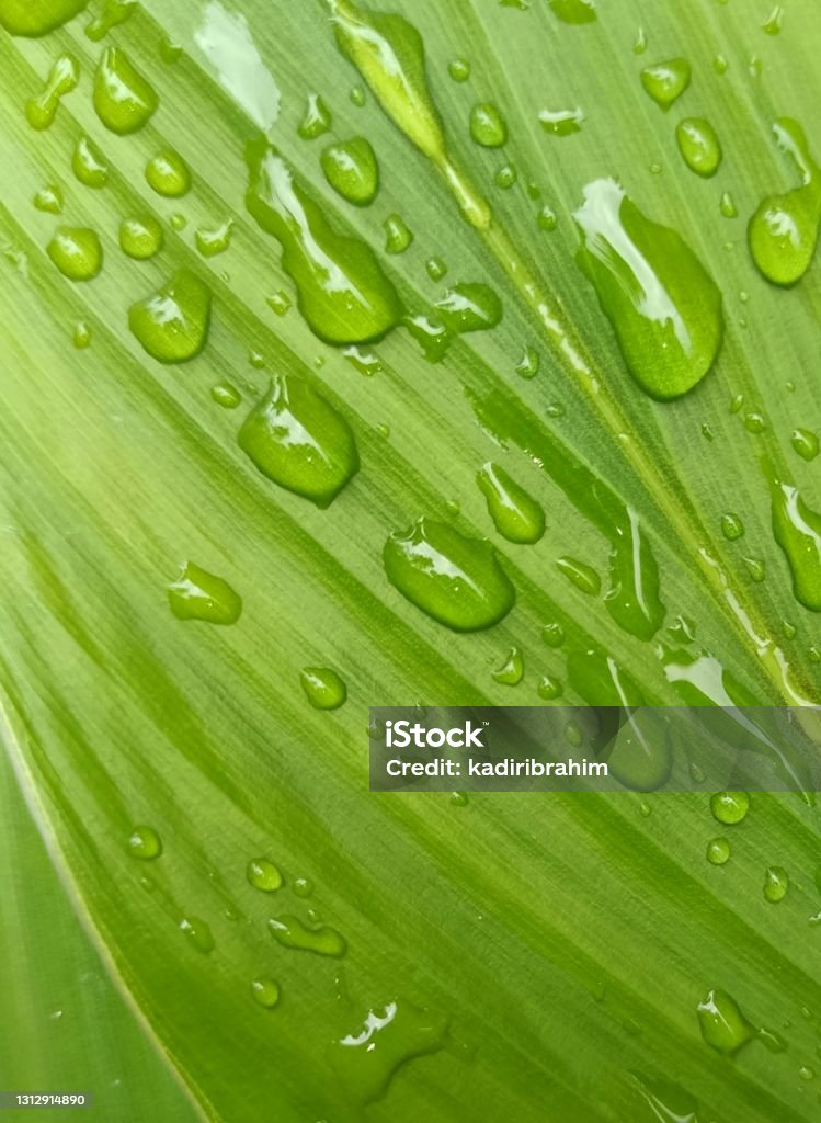 หยาดฝน - ไม่มีค่าลิขสิทธิ์ กลางแจ้ง - การตั้งค่า ภาพสต็อก หยาดฝน - ไม่มีค่าลิขสิทธิ์ กลางแจ้ง - การตั้งค่า ภาพสต็อก