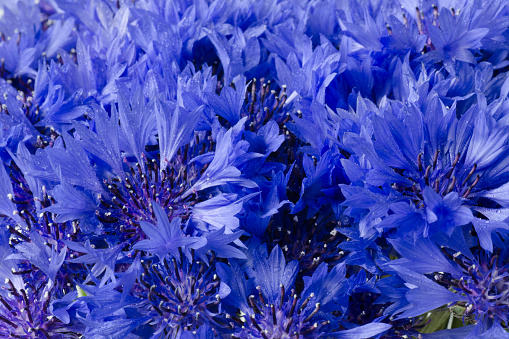 Mackro Blue cornflower Flower Backdrop. Fine Art Floral Natural Textures. Portrait Photo Textures Digital Studio Background, Best for cute family photos, atmospheric newborn designs Photoshop Overlays