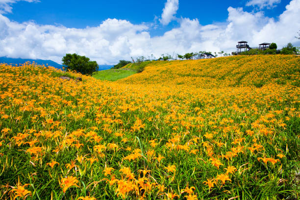 the beautiful daylily flower in the Hillside The beautiful daylily flower in sixty stone mountain of hualien, Taiwan. day lily photos stock pictures, royalty-free photos & images