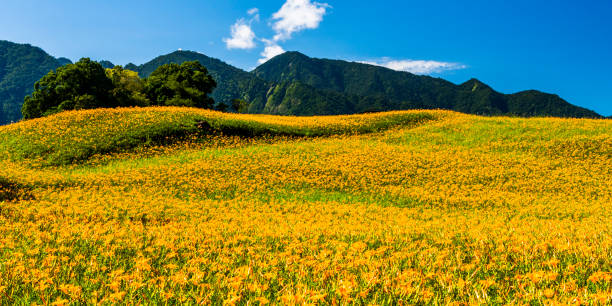 istock the beautiful daylily flower in the Hillside 1312918324