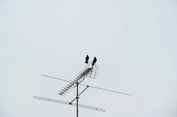 jackdaw sitting on antenna a grey day in Kumla Sweden