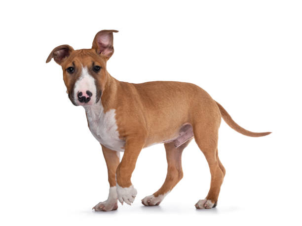istock Bull Terrier dog pup on white 1312923046