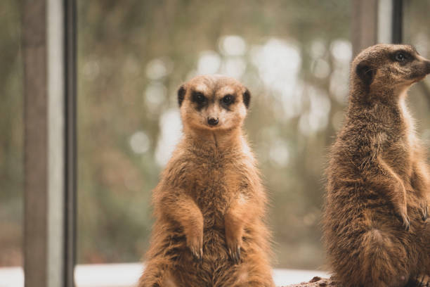istock Meerkats in the zoo 1312923618