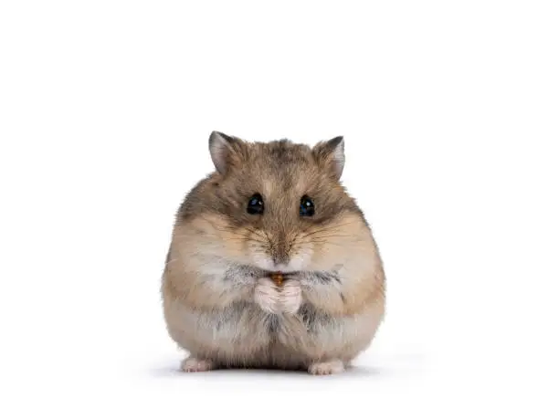 Cute adult brown hamster sitting on hind paws, holding and eating a flourworm in paws. Isolated on a white background.