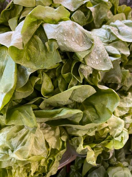 istock fresh lettuce leaves in dew 1312923914