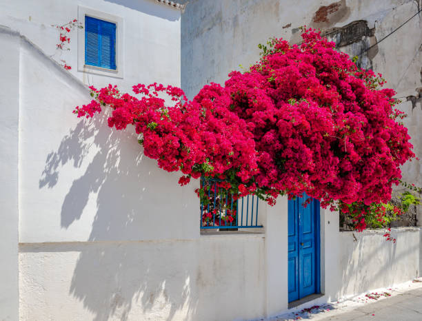 blooming bougainvillea in spetses, greece. - greece blue house wall imagens e fotografias de stock