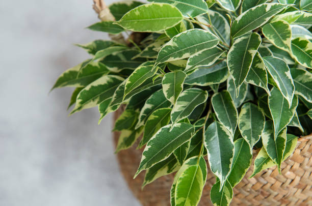 Ficus benjamin in a straw basket Ficus benjamin in a straw basket on the table ficus benjamina stock pictures, royalty-free photos & images