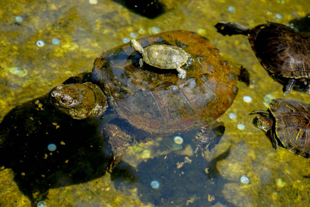 istock Tortoise snapping turtle coin in the Trevi Fountain 1312924364