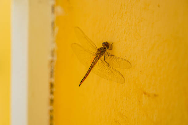 Dragonfly resting on the yellow wall