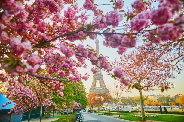 Vista panoramica della Torre Eiffel con alberi di ciliegio in piena fioritura a Parigi - foto stock