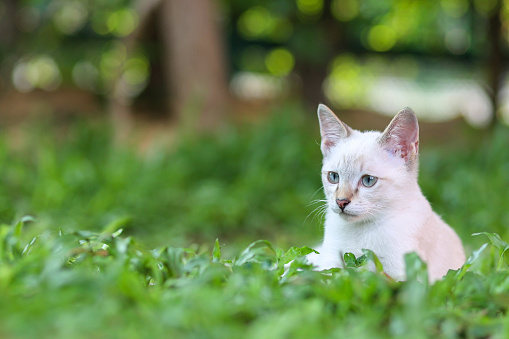 Portrait of white kittens sitting on green grass in the garden. White cat looking something in the park.Cute pets in the garden.