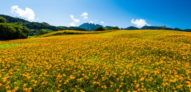 istock the beautiful daylily flower in the Hillside 1312927351